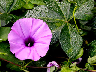 Ipomea Cairica is a strong climbing plant and has flowers with very attractive colors