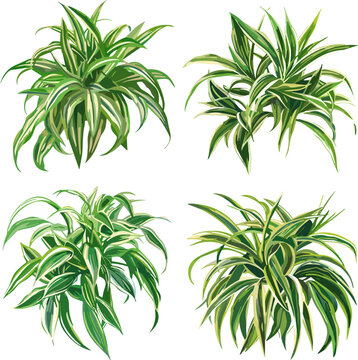 Spider Plant set in color style, levaes set in color style and no background