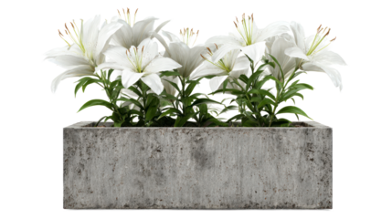 White lilies in concrete planter
