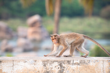 Rhesus monkey running on a wall, barbary macaque ape, wildlife and urban environment in India, jungle and rainforest animal in the city