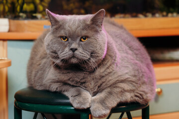 A gray British Shorthair cat with a pink collar sitting on a green stool in a bright room.