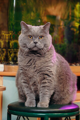 A gray British Shorthair cat with a pink collar sitting on a green stool in a bright room.