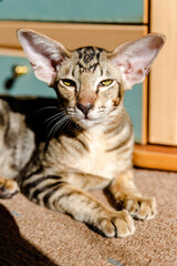 A young Oriental Shorthair cat resting on a carpet near a dresser in a sunlit room.