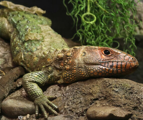 Tegu Lizard Resting on Rock