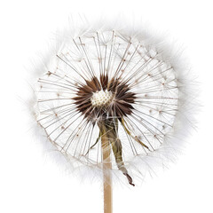 Close-up of a dandelion seed head.  Fluffy white seeds radiate from a brown center