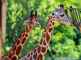 Two Giraffes in Sunlight