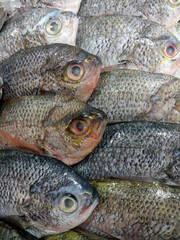 a group of freshwater fish preserved in ice cubes