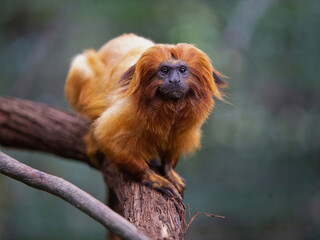 Golden Lion Tamarin on Branch