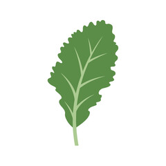 Flat color icon of green leafy herb for organic food labels, recipe cards, and wellness designs isolated on transparent background