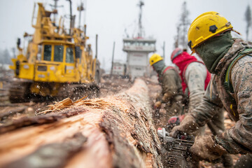 Men actively engage in tree felling using chainsaws in a forest logging operation