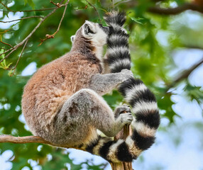 Ring-Tailed Lemur in Tree