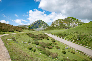 nice road to the picos the europa in spain with cows on the green fields