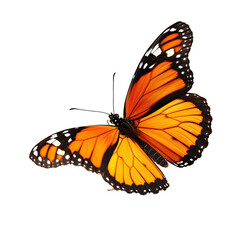 Obraz premium Orange butterfly in flight, detailed wings