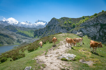 Majestic Mountain Landscape with Cows Grazing by Snow-Covered Peaks and Hills