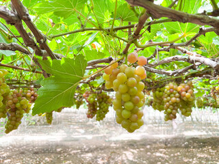 A close-up of green grapes hanging on a vine in a grape farm. Vineyard red grapes  lush red grapes...