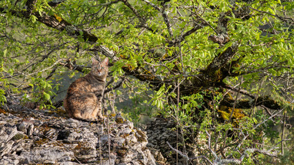 Majestic tabby cat reigning over her wild kingdom territory
