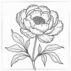 Hand-Drawn Peony Sketch  Intricate Line Art Floral Design

