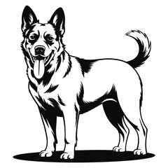 black and white dog