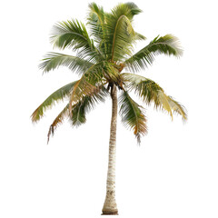 Isolated tropical palm tree with a tall, slender trunk and large, feathery fronds