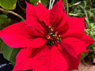 Red flowers. Bright red poinsettia flower surrounded by lush green foliage, symbolizing christmas...