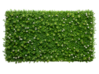 Lush green flowering wall for elegant event backdrop or natural texture design element with small white flowers