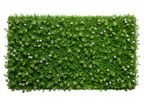 Lush green flowering wall for elegant event backdrop or natural texture design element with small white flowers