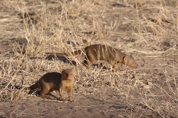 A cute dwarf mongoose looks towards the camera.