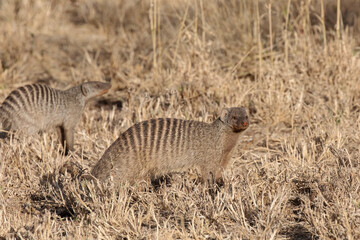 A pair of banded mongooses walk through the savannah looking for food.