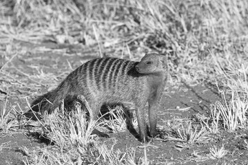 A monochrome closeup image of a banded mongoose in the wild.