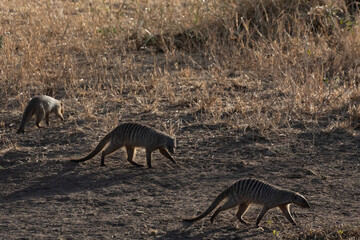 A family of banded mongooses walk through the dry savannah at dusk.