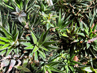 Close-up of a spiky succulent plant with dense, sharp green leaves forming a striking natural...