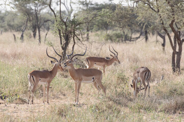 A male Thompsons gazelle shouts out a warning to the herd as predators are closely.