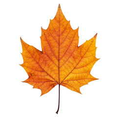 Fototapeta premium Single autumn leaf with warm colors and crisp texture, isolated on white/transparent—perfect for elegant seasonal poster and product designs.