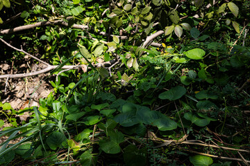 Weeds cover the ground