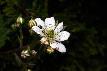 cherry blossom