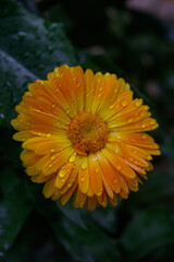 Close-up of a vibrant orange-yellow calendula flower, detailed with glistening raindrops. Dark background highlights the natural beauty.