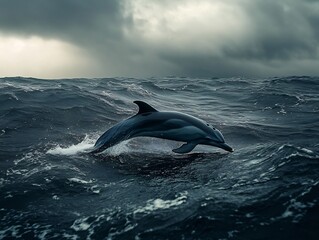 Fototapeta premium Dolphin swimming in rough choppy waters a storm approaching in the distance moody cinematic tones