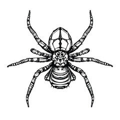 Detailed Spider Vector Illustration – Monochrome Top-Down View Featuring Intricate Leg Segments and Striped Abdomen