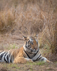 Indian wild royal bengal male tiger or panthera tigris fine art portrait or closeup sitting in open during evening jungle safari drive at bandhavgarh national park tiger reserve madhya pradesh india