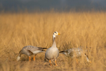 bar headed goose or anser indicus closeup in grassland or an open field during winter season migration at forest of central india asia