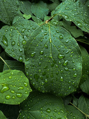 Raindrops on fresh green leaves. Waterdrop on green leaf after a rain. Nature background and texture	