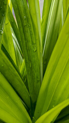 Pandan leaves or Pandanus amaryllifolius are green after being exposed to rainwater.