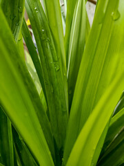 Pandan leaves or Pandanus amaryllifolius are green after being exposed to rainwater.