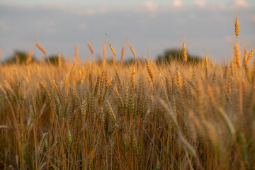 Obraz premium Golden Wheat Stalks Silhouetted Against a Warm Sunset
