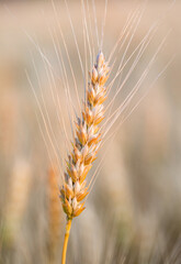 Fototapeta premium Golden Wheat Stalks Silhouetted Against a Warm Sunset