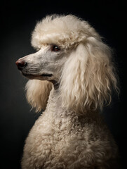 a Poodle dog against a dark, subdued background. The focus is on the dog's elegant profile, showcasing its defined features and distinct curly coat