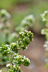 Oregano, spice and medicinal plant with flower
