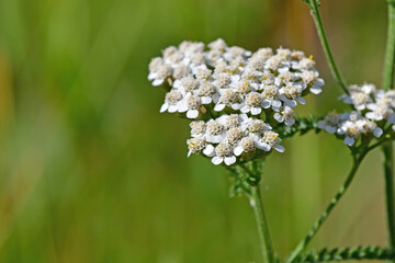 common yarrow, medicinal herb with flower