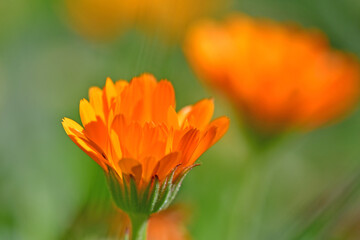 marigold, medicinal herb with flower