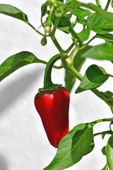 jalapeno rip red chili on its plant